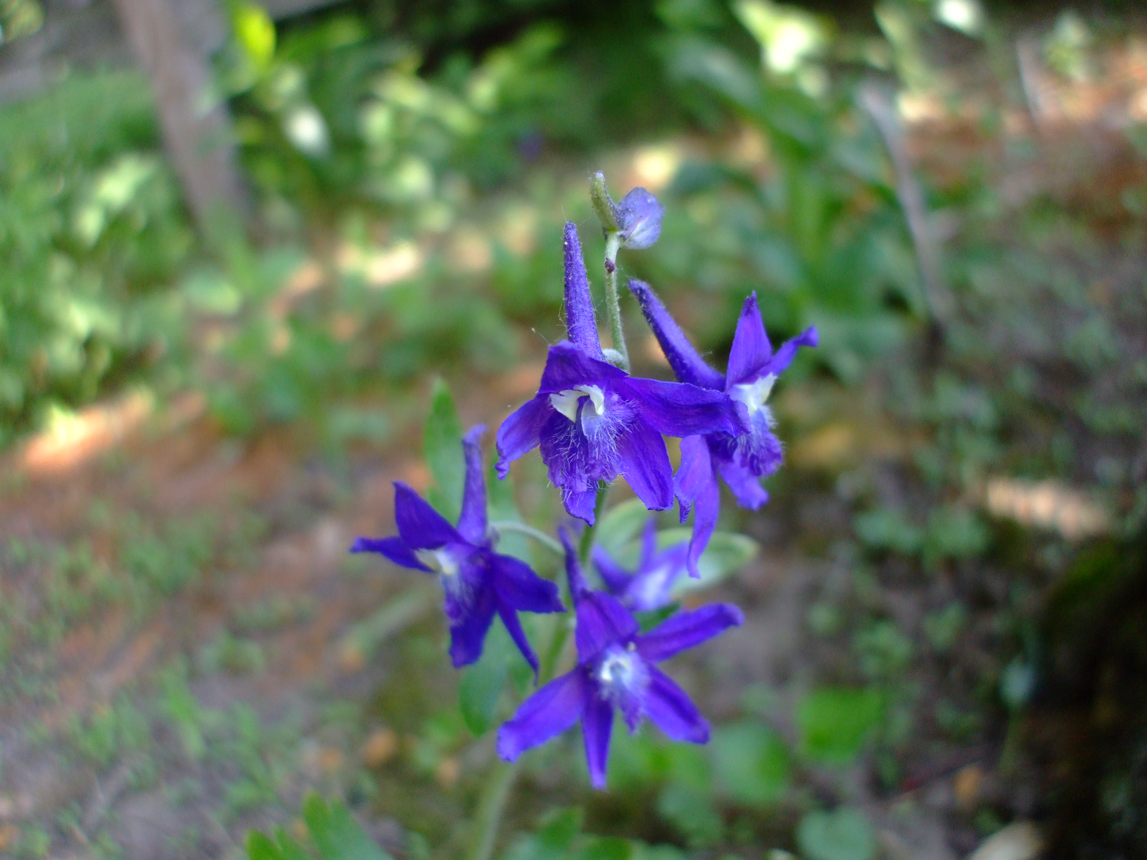 Delphinium tricorne